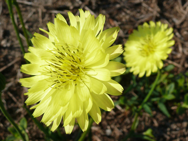 Обои картинки фото цветы, желтые, лепестки