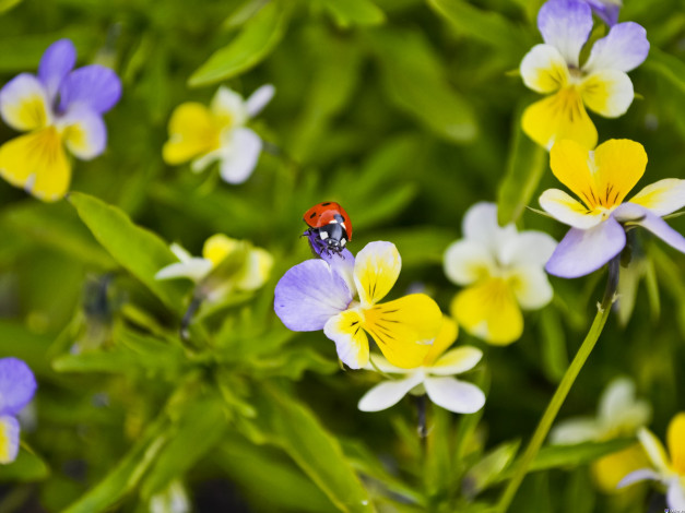 Обои картинки фото животные, божьи, коровки, божья, коровка