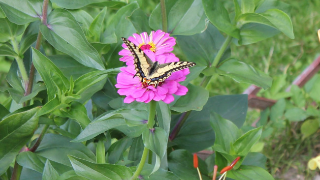 Обои картинки фото животные, бабочки, махаон