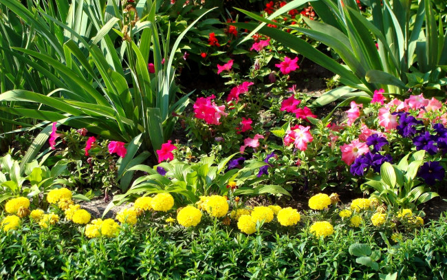 Обои картинки фото цветы, разные, вместе, петунья, клумба