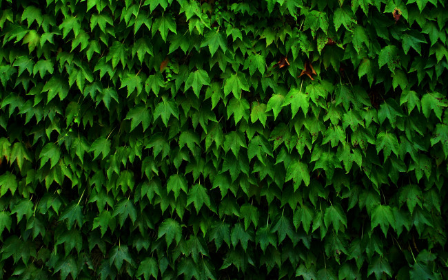 Обои картинки фото природа, листья, лето