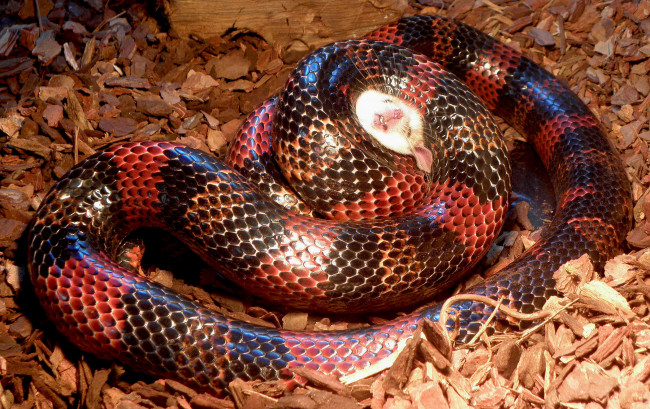 Обои картинки фото животные, змеи, питоны, кобры, змея