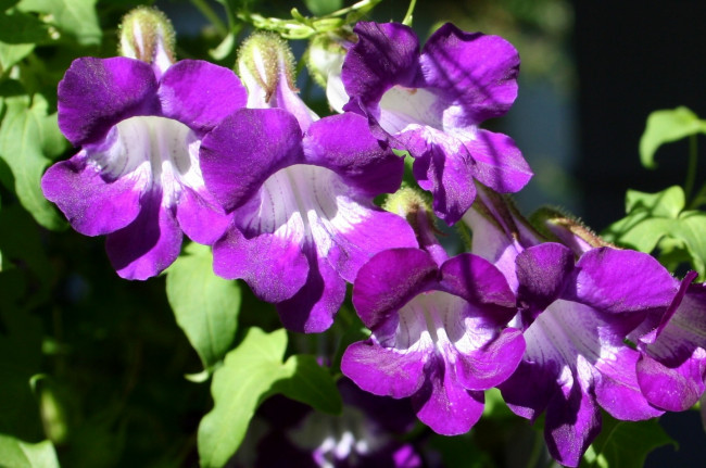 Обои картинки фото цветы, лиловый