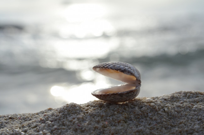 Обои картинки фото разное, ракушки, кораллы, декоративные, spa, камни, побережье, ракушка