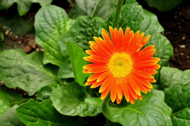 Обои картинки фото цветы, герберы, оранжевый