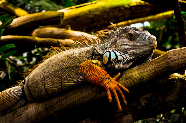 Обои картинки фото животные, Ящерицы, игуаны, вараны, игуана, ящерица