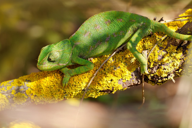 Обои картинки фото животные, хамелеоны, зеленый