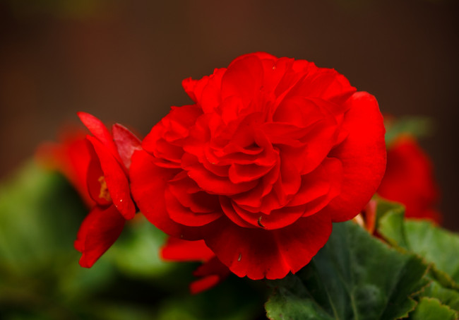 Обои картинки фото цветы, бегония, красный