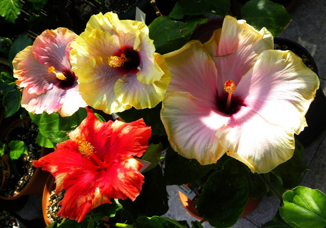 Обои картинки фото цветы, гибискусы, экзотика, депестки