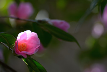 Картинка цветы камелии камелия бутон цветение цветок