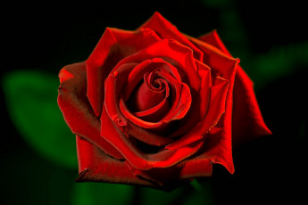 Картинка цветы розы макро