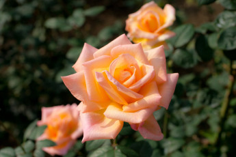 Картинка цветы розы персиковый