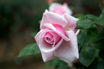 Картинка цветы розы розовый