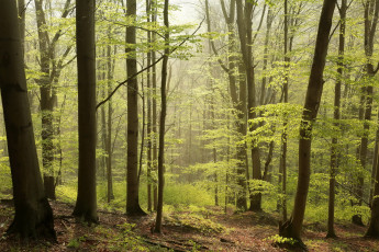 Картинка природа лес лето трава ветки