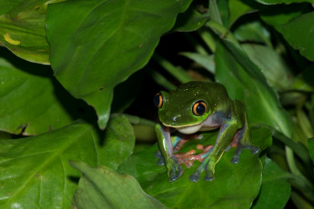 Картинка животные лягушки листья глаза вода земноводное лягушка