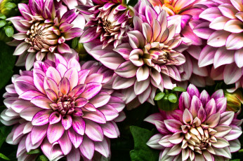 Картинка цветы георгины макро