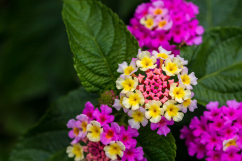 Картинка цветы лантана +вербена