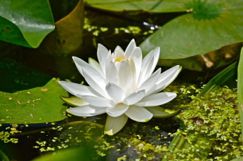 Картинка цветы лилии+водяные +нимфеи +кувшинки белый