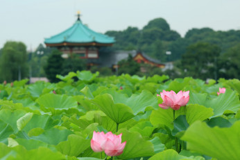Картинка цветы лотосы пейзаж озеро