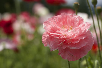 Картинка цветы маки розовый