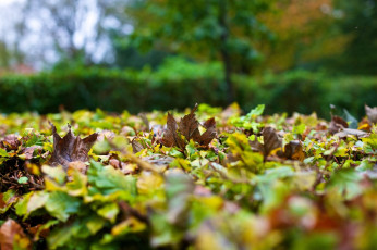 Картинка природа листья листва осень макро