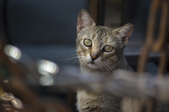 Картинка животные коты внимание мордочка кошка