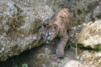 Картинка животные пумы малыш
