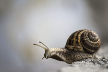 Картинка животные улитки рожки