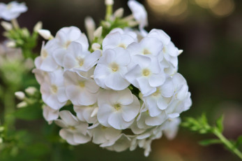 Картинка цветы флоксы макро