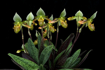 Картинка цветы орхидеи экзотика