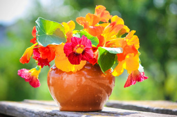 обоя цветы, настурции, букет