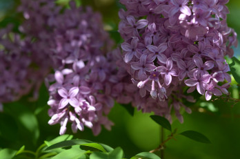 Картинка цветы сирень листья ветки кустарник