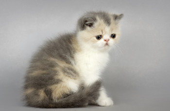 Картинка животные коты котик