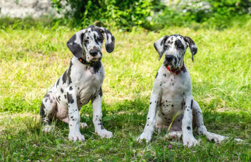 Картинка животные собаки доги