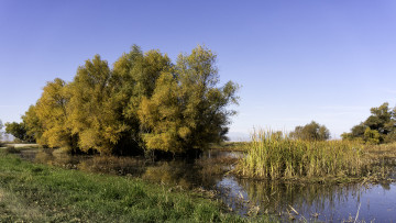 Картинка природа реки озера осока ивы река