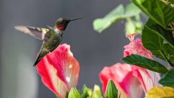 Картинка животные колибри кроха полет