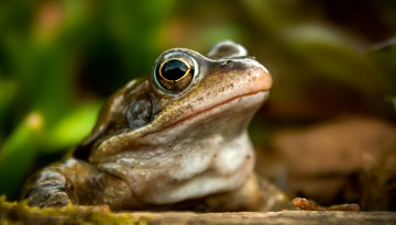 Картинка животные лягушки фон природа лягушка