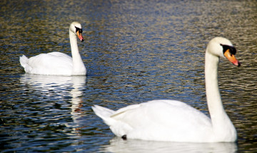 Картинка животные лебеди вода блики рябь пара птицы