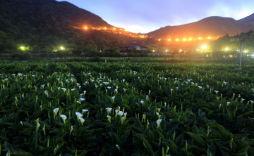 Картинка природа пейзажи деревья холмы пейзаж цветы дома каллы