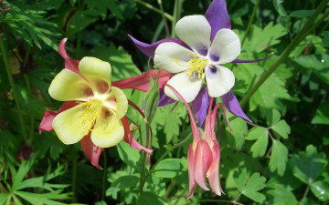 Картинка цветы аквилегия+ водосбор лепестки