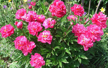 Картинка цветы пионы бутоны