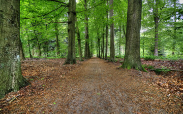 Картинка природа дороги лето лес