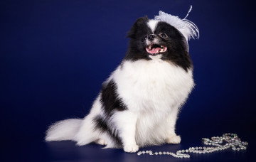 Картинка животные собаки дама