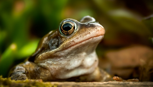 Обои картинки фото животные, лягушки, фон, природа, лягушка
