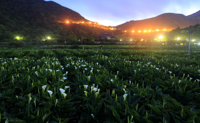 Обои картинки фото природа, пейзажи, деревья, холмы, пейзаж, цветы, дома, каллы