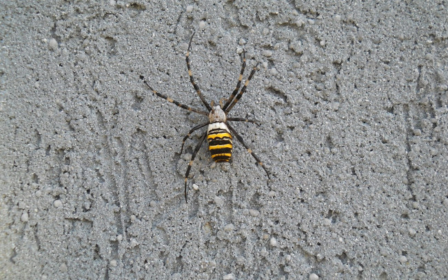 Обои картинки фото животные, пауки, паук