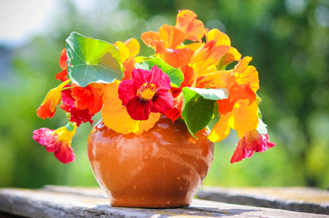 Обои картинки фото цветы, настурции, букет