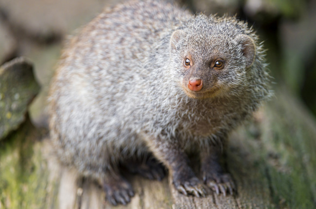 Обои картинки фото животные, мангусты, зверек