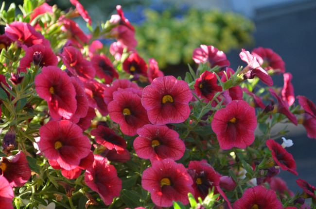 Обои картинки фото цветы, петунии,  калибрахоа, цветение