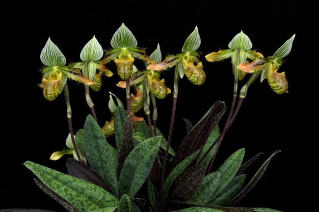 Обои картинки фото цветы, орхидеи, экзотика